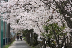 春・桜並木